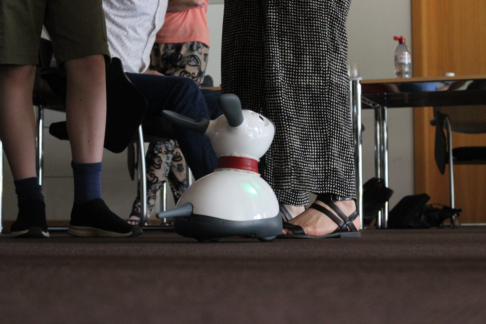 A MiRo robot sits on the floor, gazing up at a workshop participant.