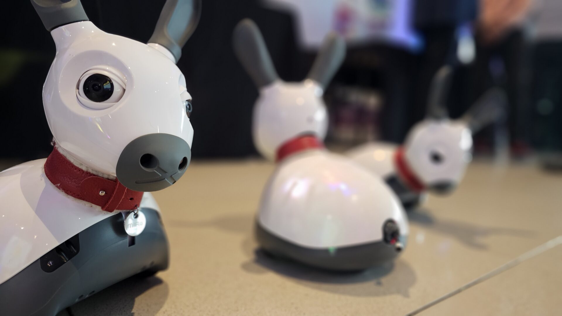 Three Miro robots resembling rabbits in white and black with red collars