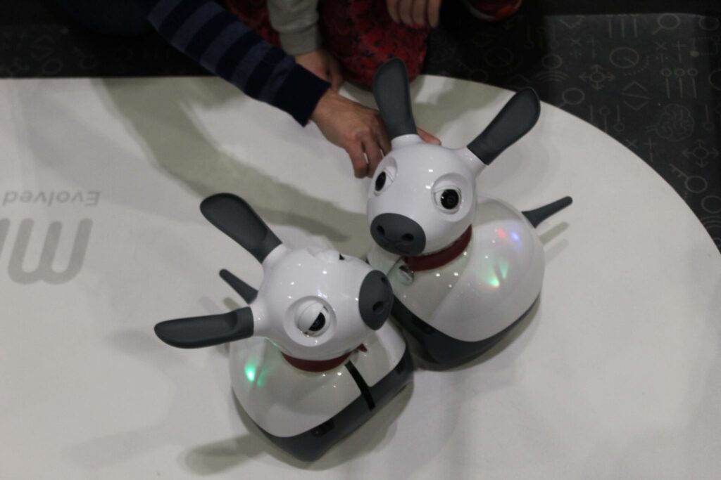 Two Miro rabbits in the shape of white and black rabbits wearing red collars. Two people who are mainly out of shot pet the robots with their hands.